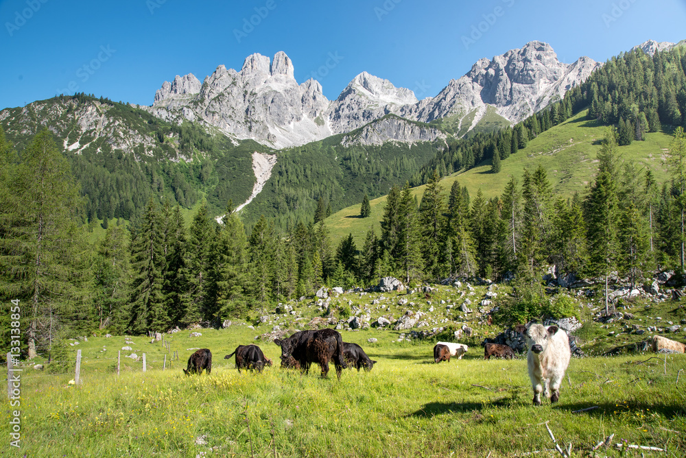 Cows in front of idyllic mountain landscape, Austria