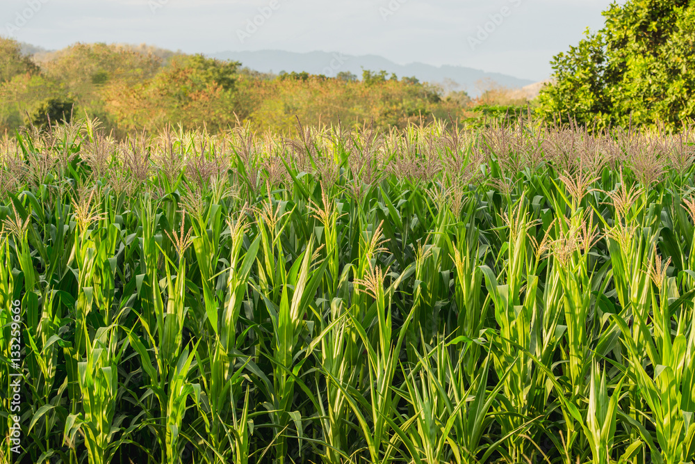 Green corn field in agricultural garden