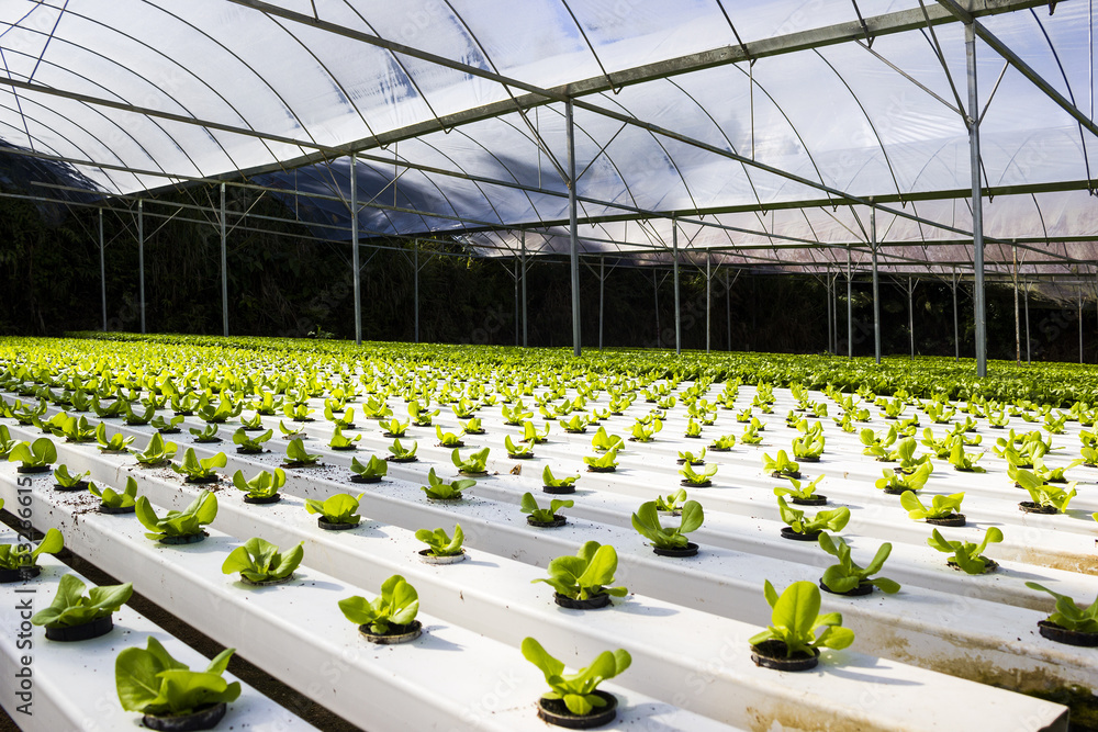 Organic hydroponic plant growing