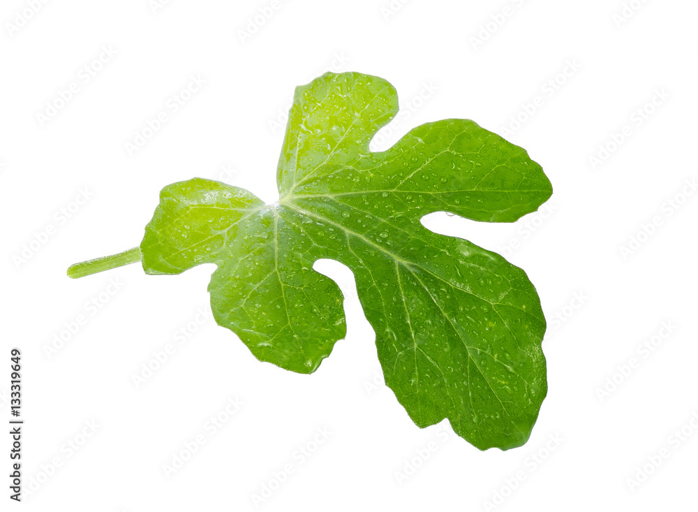 Green leaf with water drop isolated on white background