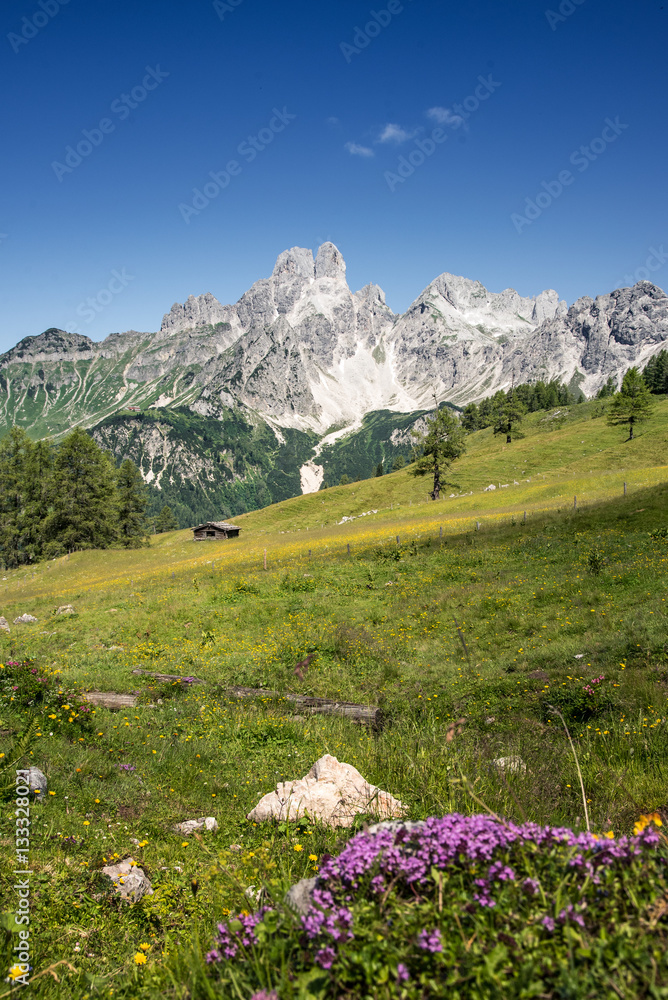 Austrian mountain landscape with alpine herbs, Austria