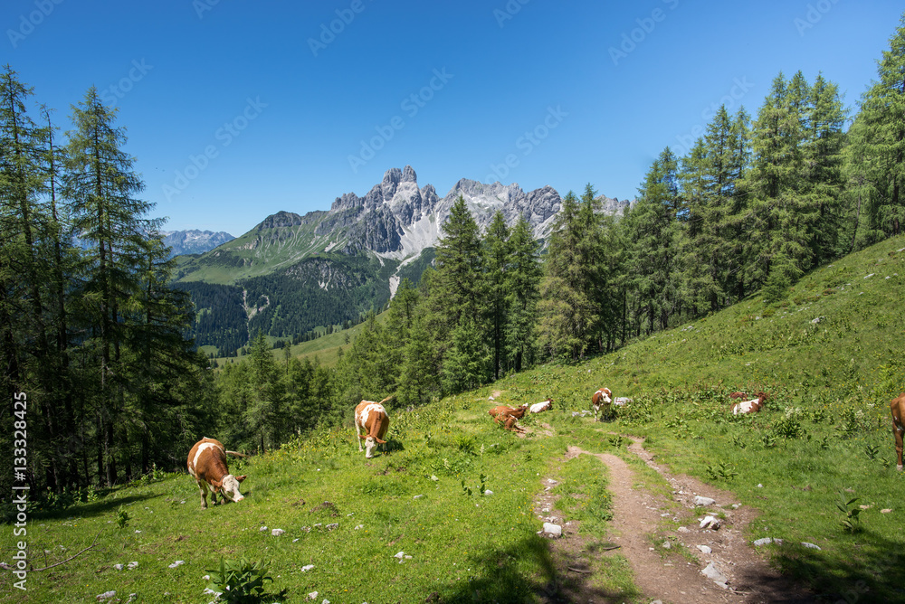 Cow in front of idyllic mountain landscape, Austria