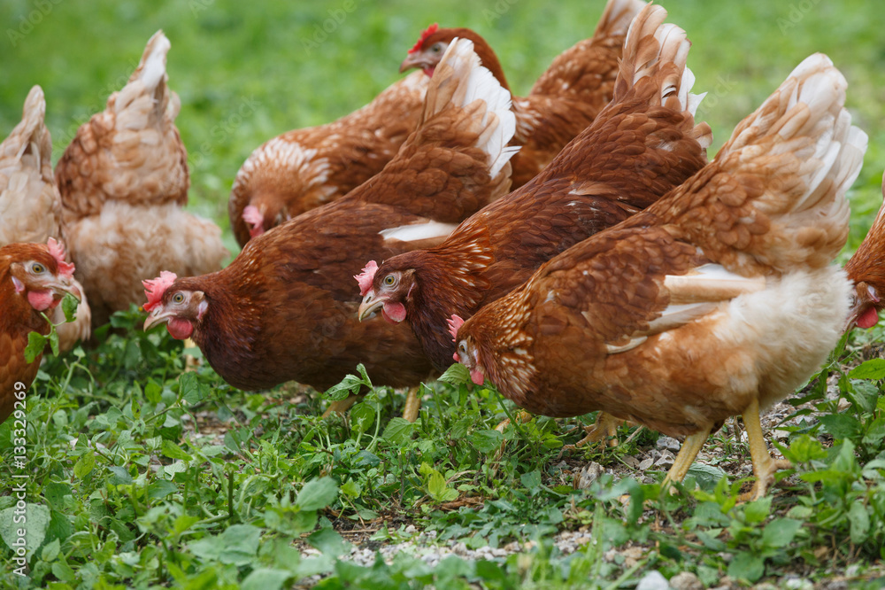 Free-range hens (chicken) on an organic farm