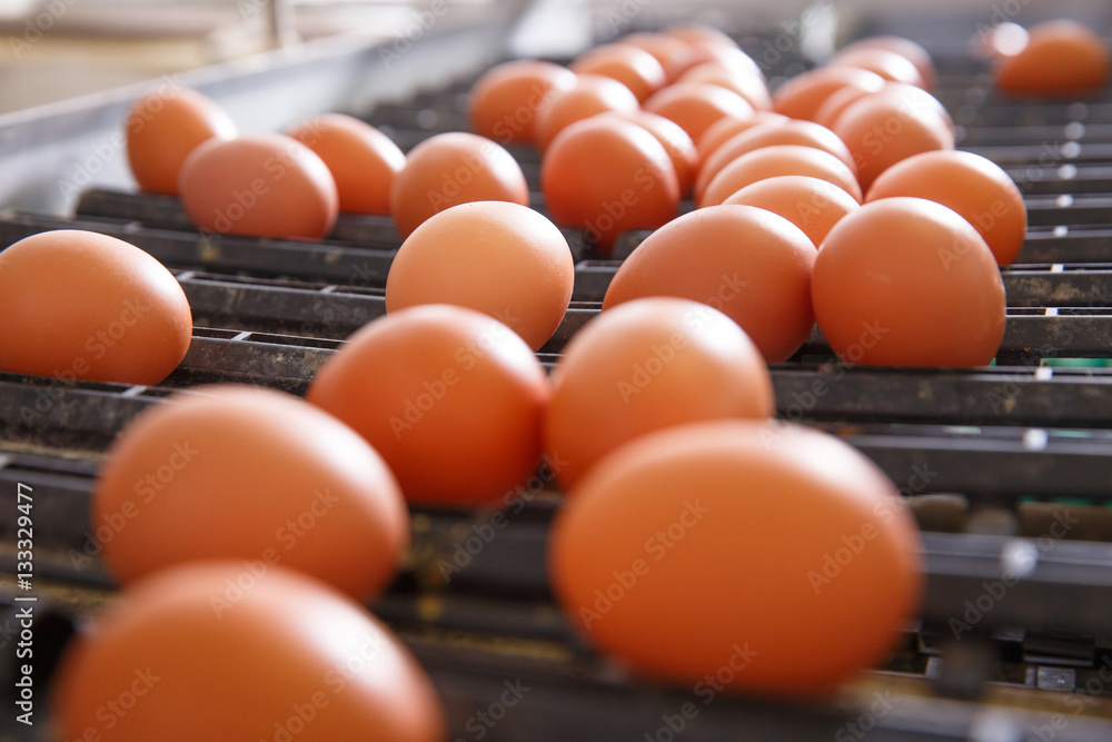 Fresh and raw chicken eggs on a conveyor belt