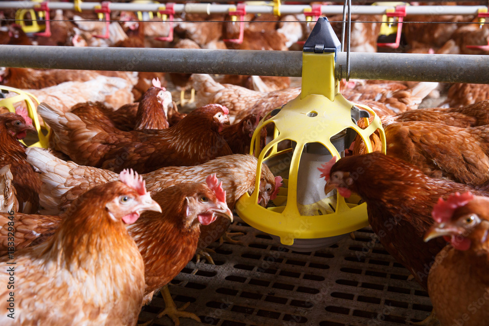 Farm chicken in a barn, eating from an automatic feeder