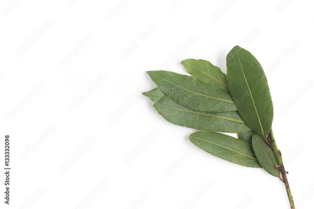 Bay Leaves. Laurus Nobilis