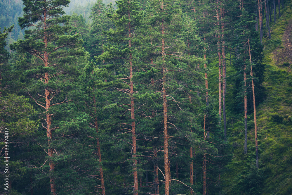 forest of evergreen trees