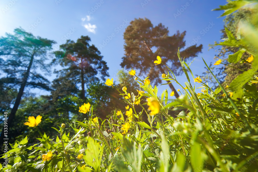 High grass, trees and blue sky