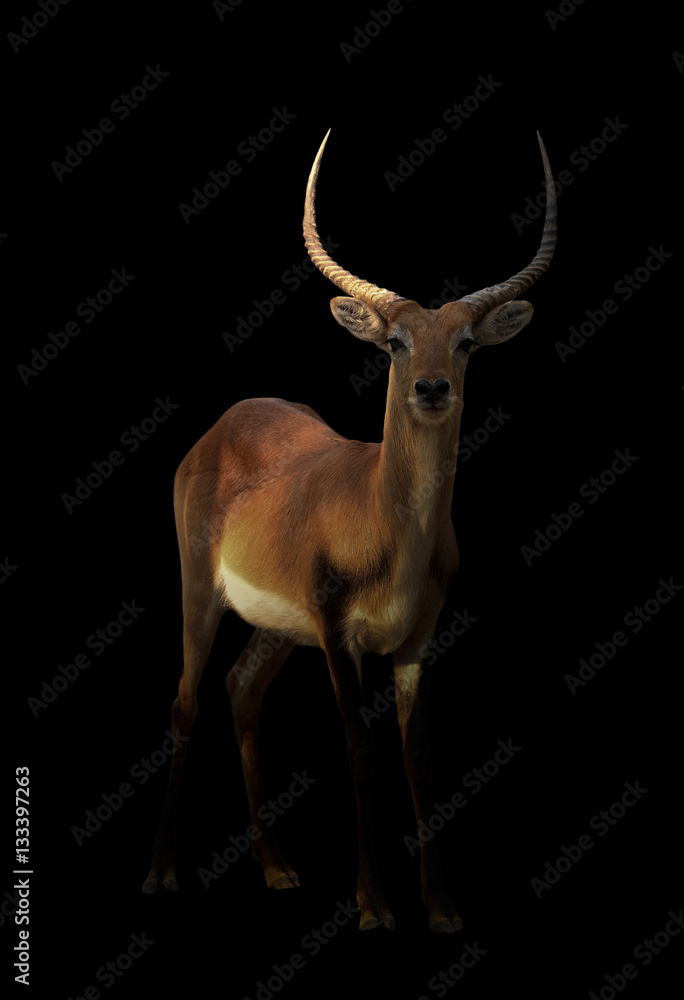 male red lechwe in the dark