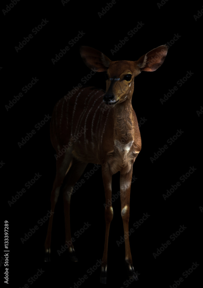 nyala standing in the dark