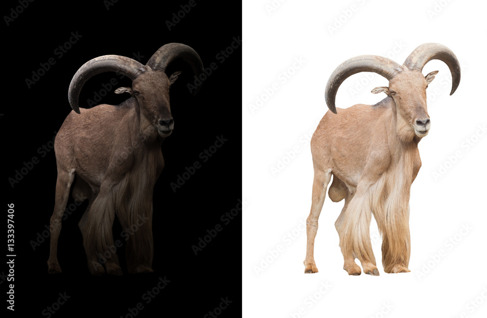 barbary sheep in the dark