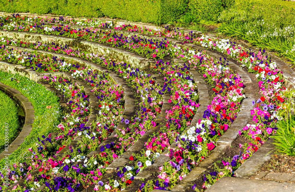 Flowers in Hyde Park of Sydney, the oldest parkland in Australia