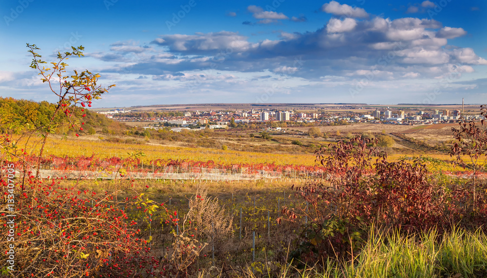 Beautiful view on Pezinok city near Bratislava and vineyard at the sunset in November,Slovakia