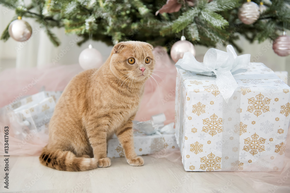 Cat with christmas tree and gift