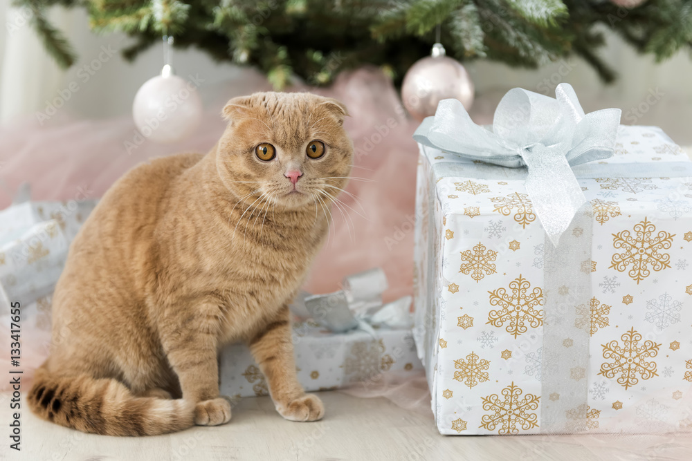 Cat with christmas tree and gift