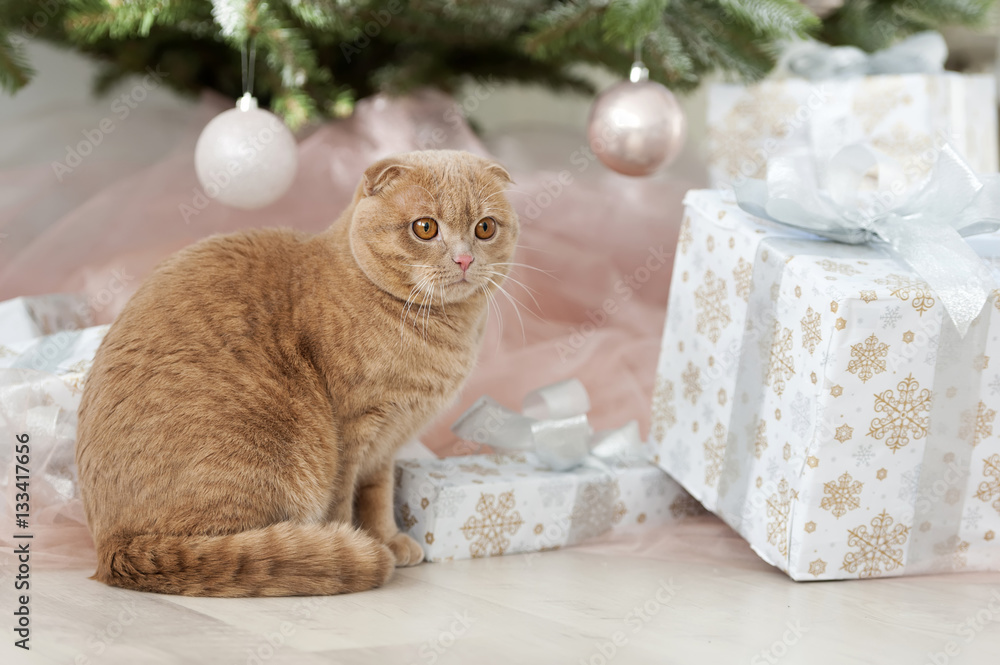 Cat with christmas tree and gift