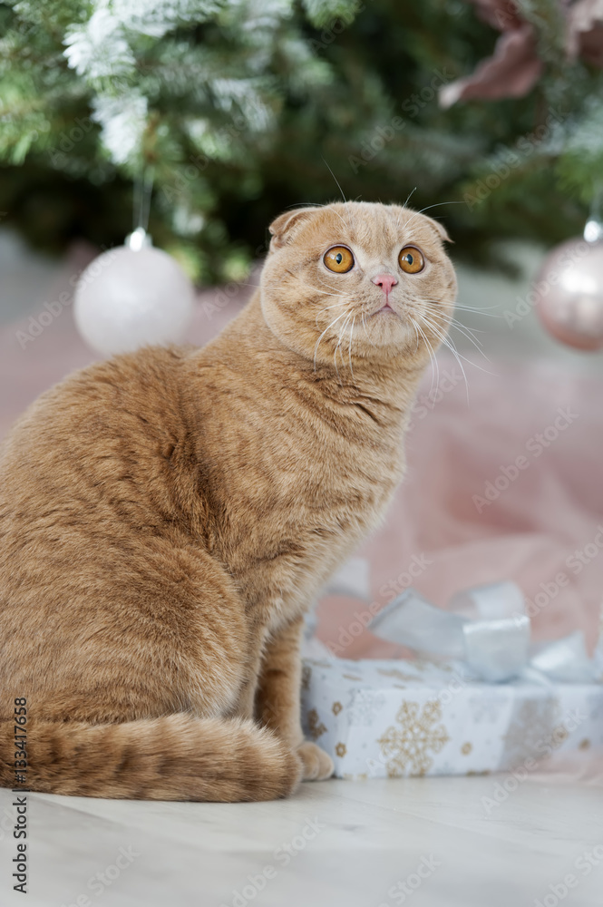 Cat with christmas tree and gift