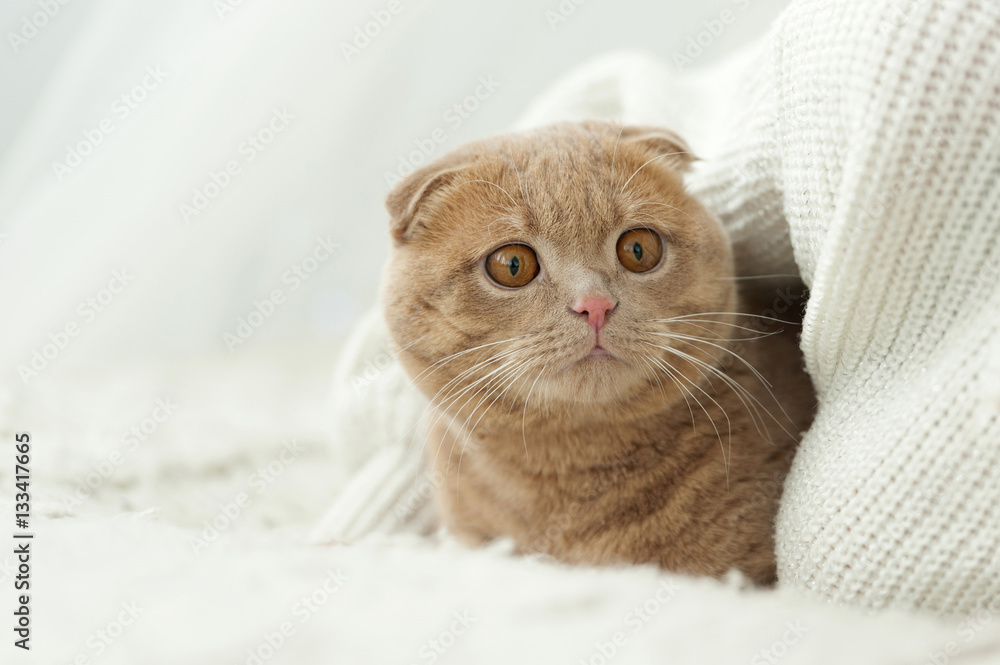 Cat comfortably settled on bed