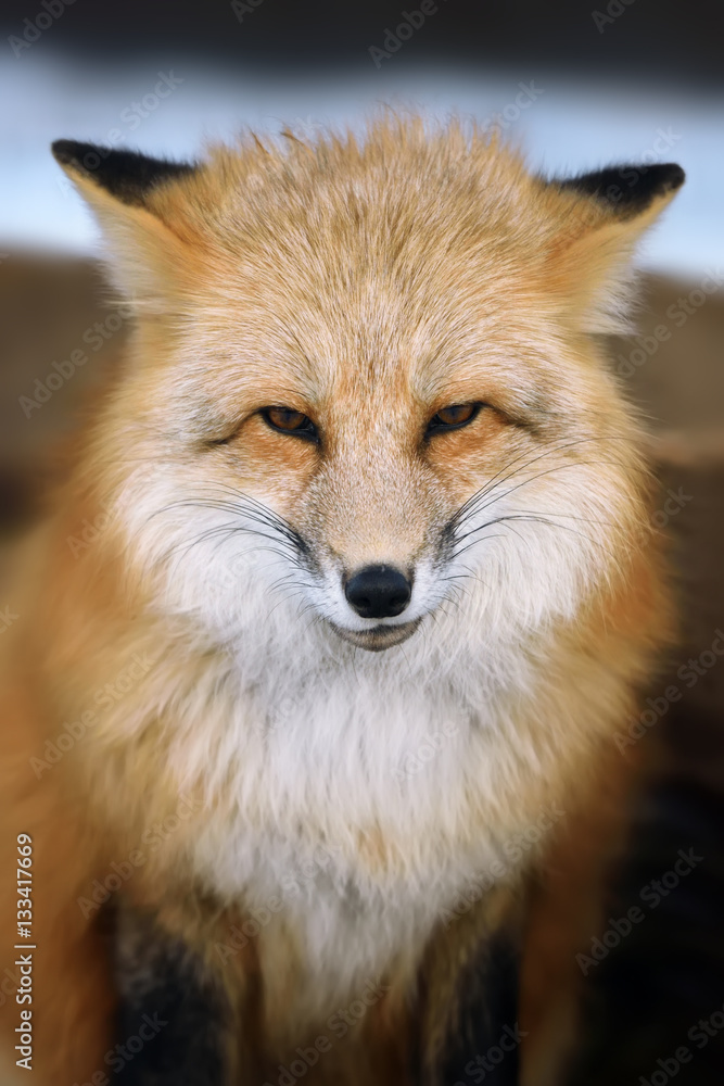 Red fox portrait