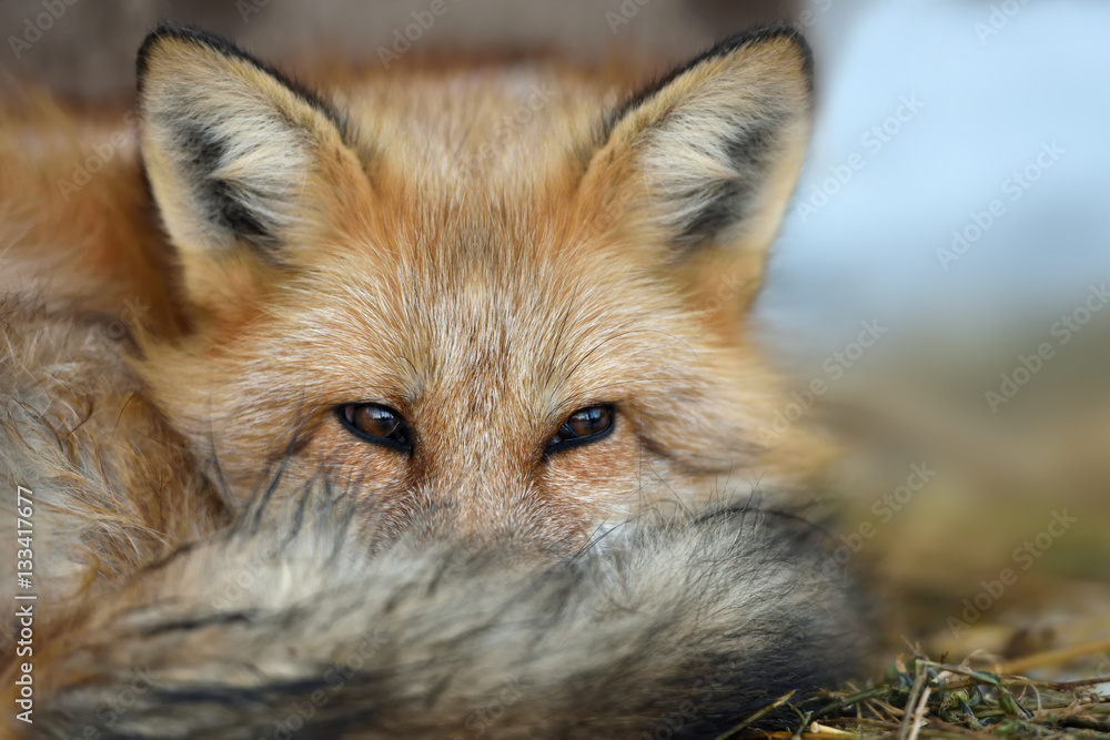 Red fox portrait