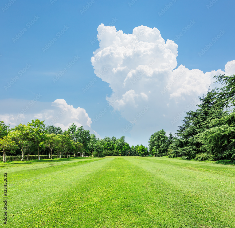 field of green grass and blue sky in summer day