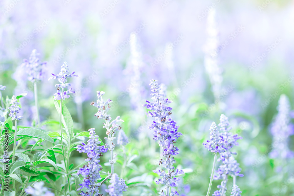 close up beautiful purple blue flower in garden , Sage plant 