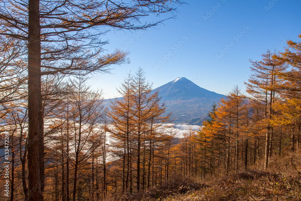 Yellow forest tree in autumn season and Top of Mountain Fuji