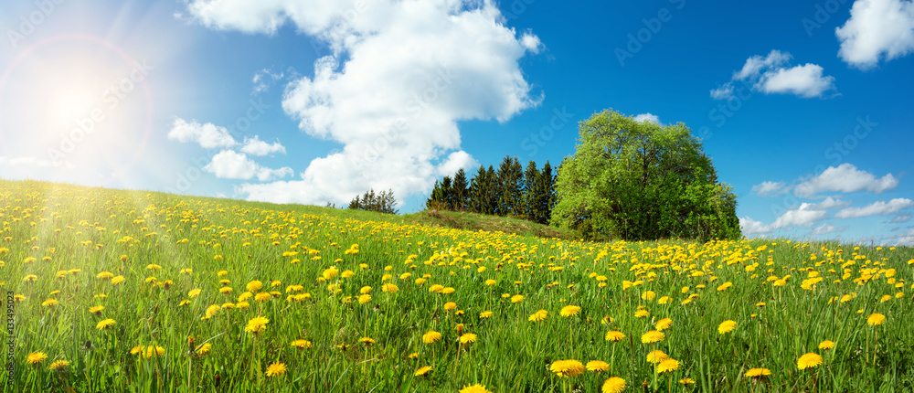 Green field with yellow dandelions and blue sky. Panoramic view to grass and flowers on the hill on 