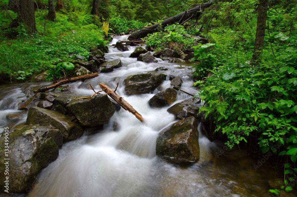 River in the woods