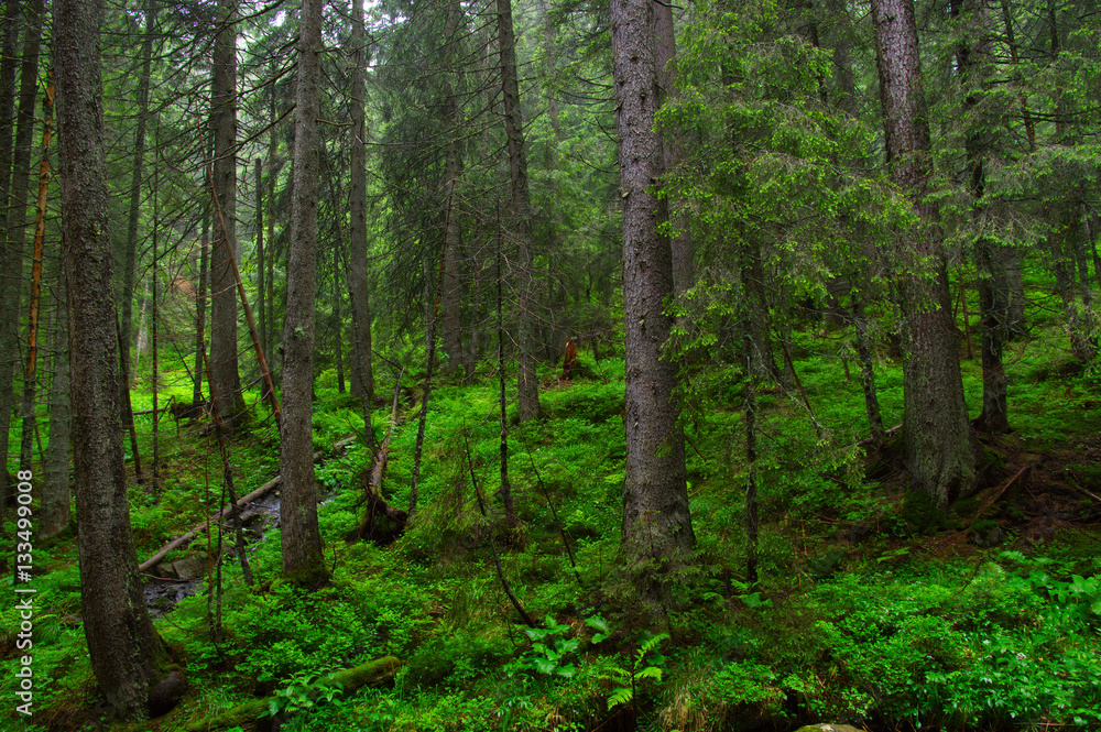 Trees in forest