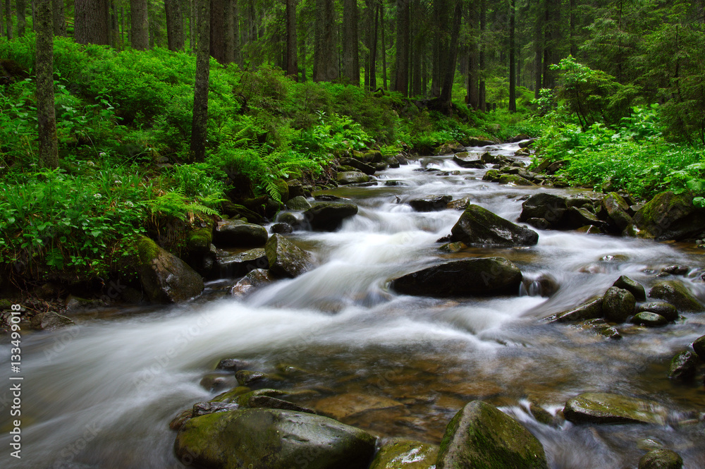 River in the woods