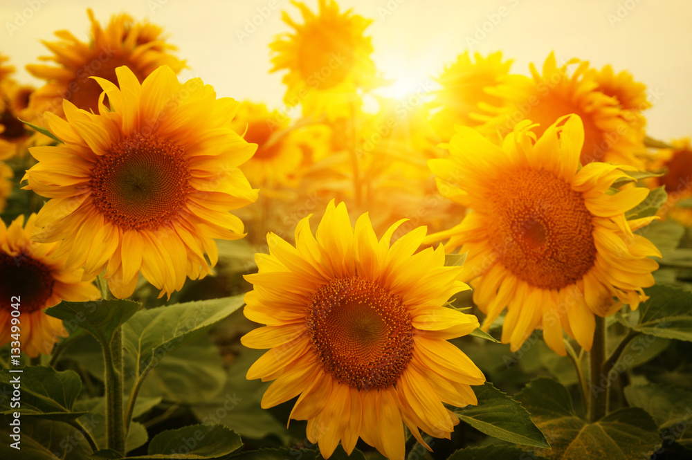  sunflowers and sun