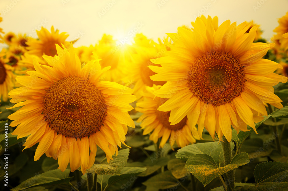  sunflowers and sun