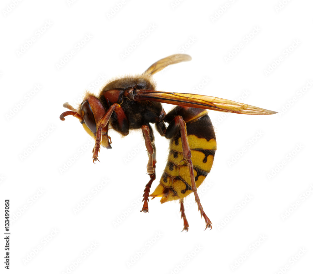 hornet isolated on white