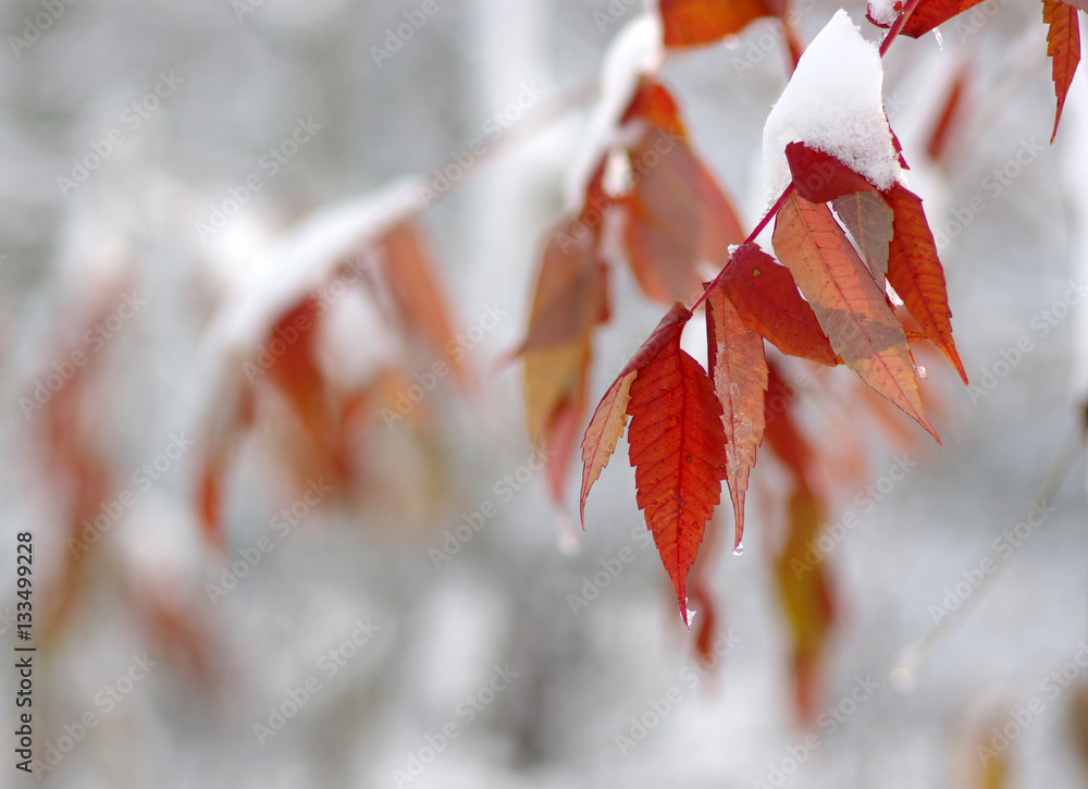 Yellow leaves in snow.