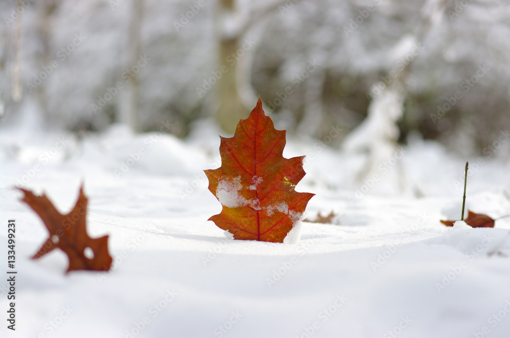 Yellow leaves in snow.