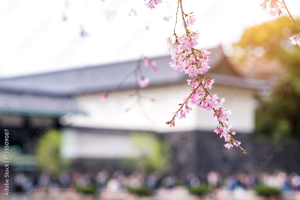 Beautiful cherry blossom sakura in spring time.