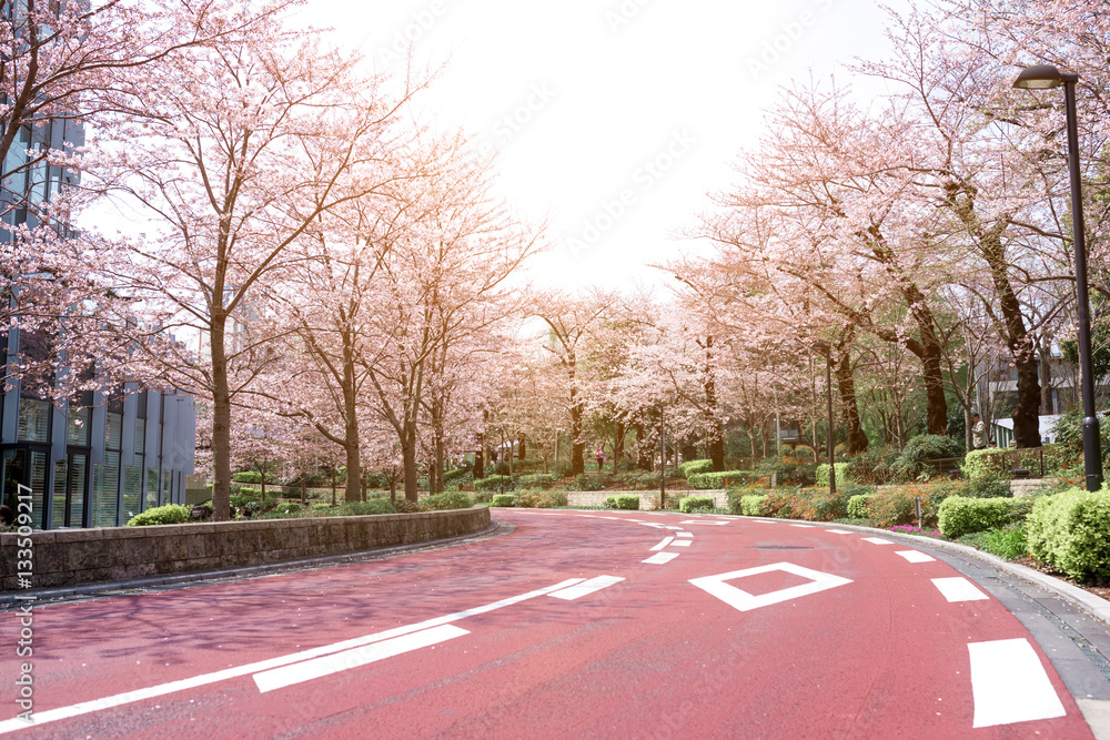 Spring sakura cherry blossoms at Tokyo Midtown