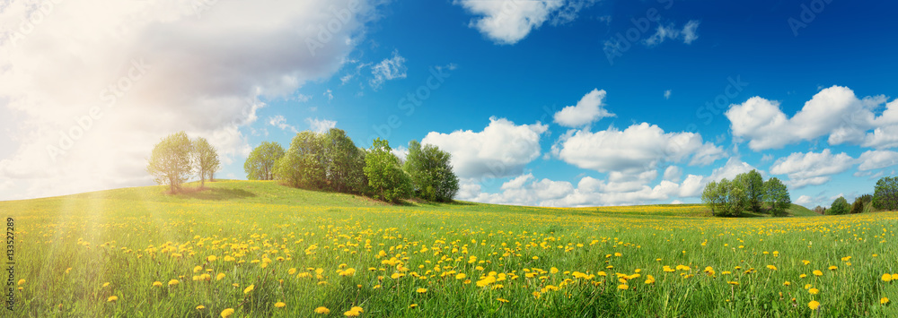 Green field with yellow dandelions and blue sky. Panoramic view to grass and flowers on the hill on 