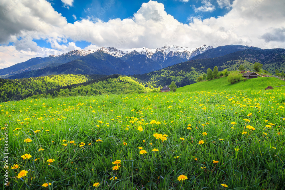 Amazing spring landscape with field of yellow dandelion flowers