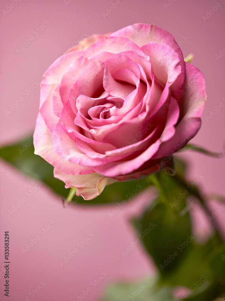 beautiful pink rose