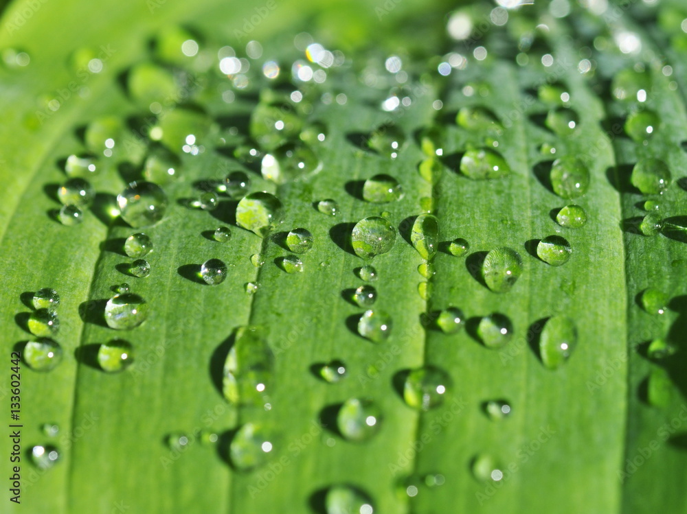 绿色Hosta叶子上的雨滴特写