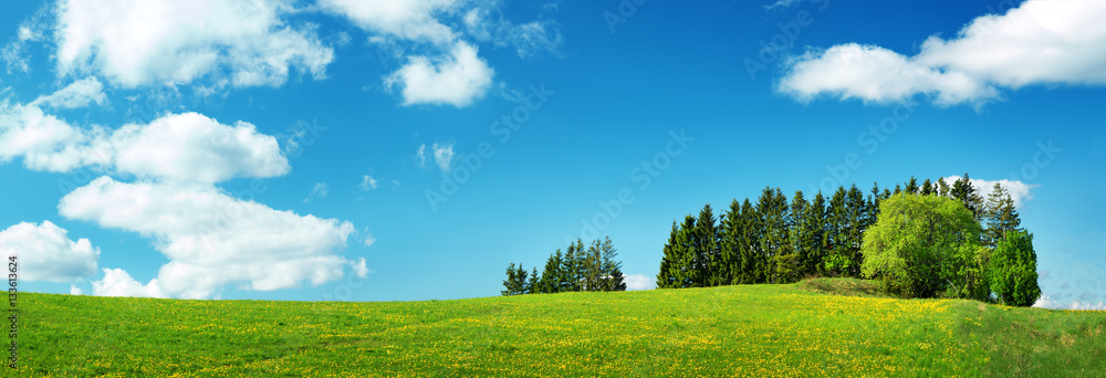 绿色的田野，黄色的蒲公英和蓝色的天空。山上的草和花的全景