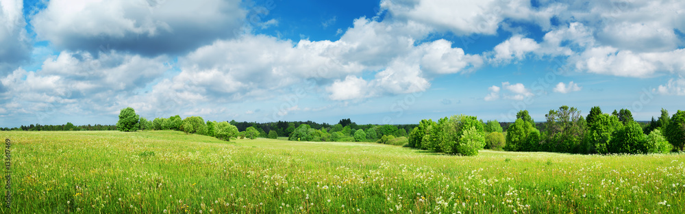 Green field with white dandelions and blue sky. Panoramic view to grass and flowers on the hill on s