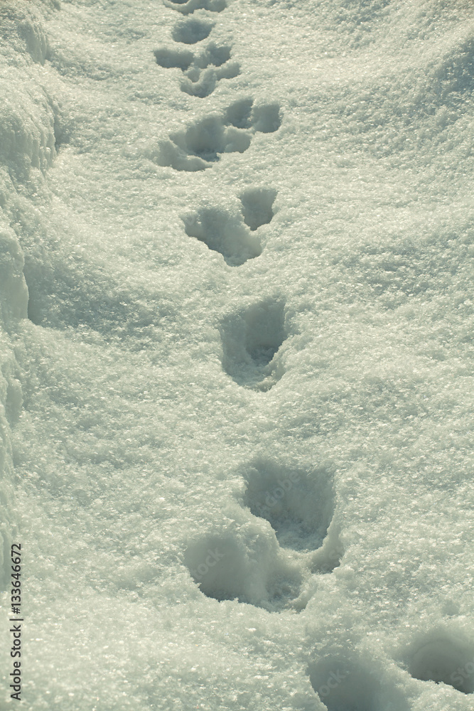 雪地猫道