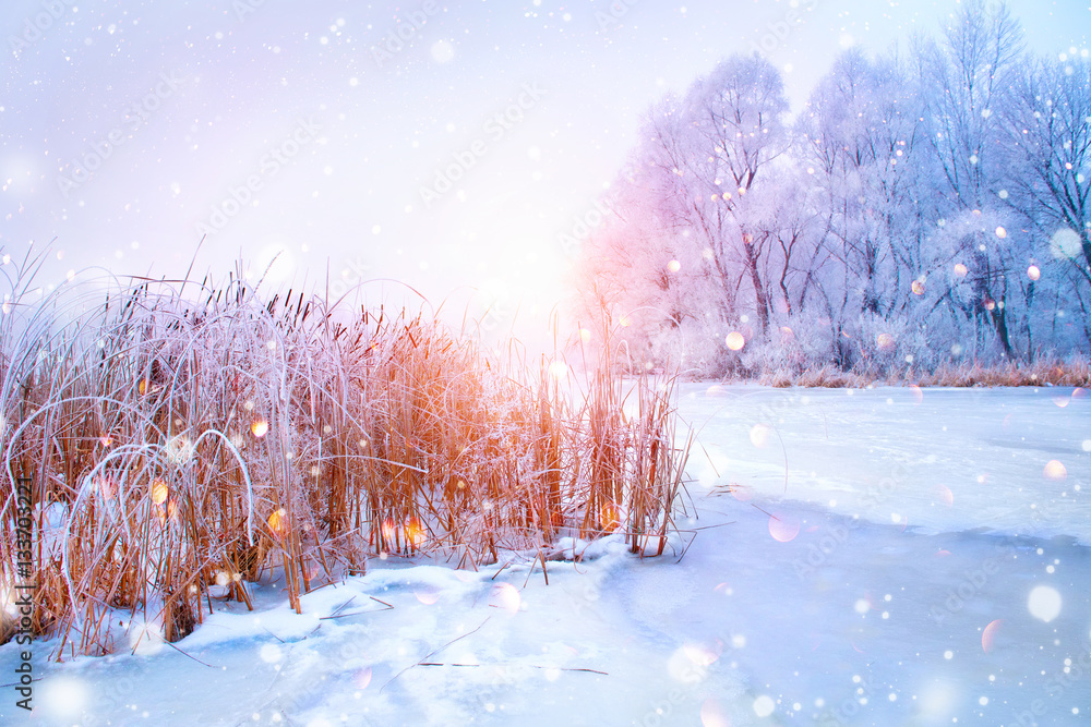 美丽的冬季景观，白雪皑皑的树木和冰冷的河流