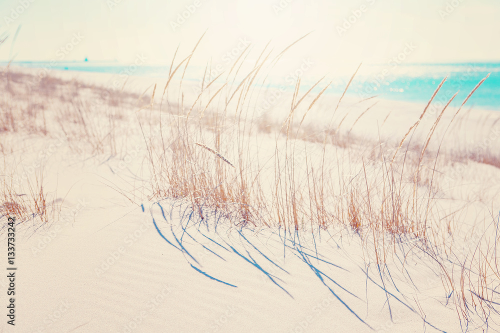 beach grasses on the seashore