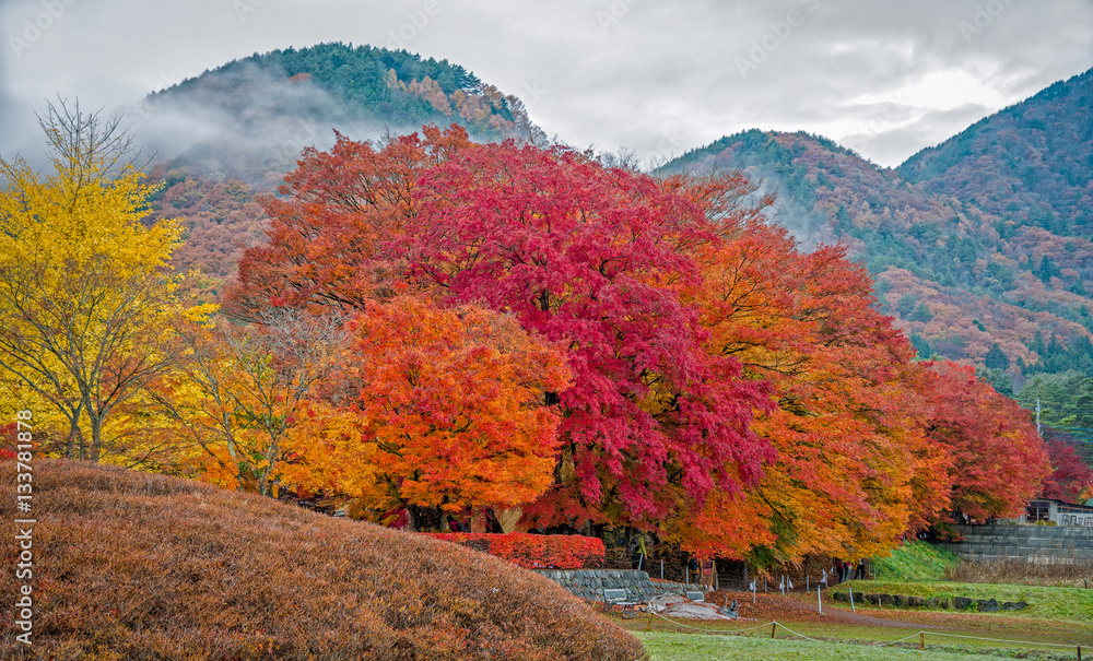 Beautiful colour trees at Maple corridor in autumn season , Kawaguchi, Japan.