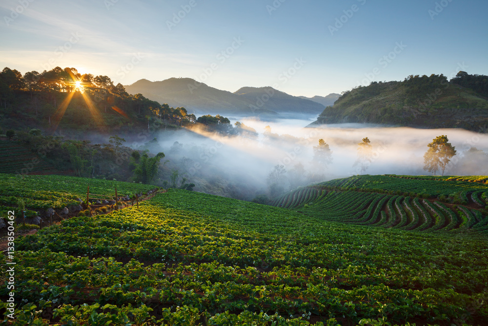 Misty morning sunrise in strawberry garden at Doi Ang khang moun