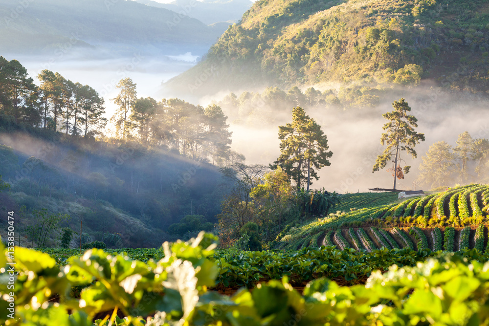 misty morning sunrise in strawberry garden at Doi Ang khang moun